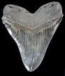 Serrated, Fossil Megalodon Tooth #41804-2